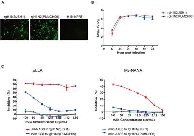 A Cross-Reactive Monoclonal Antibody Against Neuraminidases of Both H9N2 and H3N2 Influenza Viruses Shows Protection in Mice Challenging Models